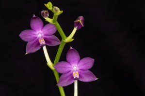 Phalaenopsis Purple Martin Sapphires Pride AM/AOS 80 pts.
